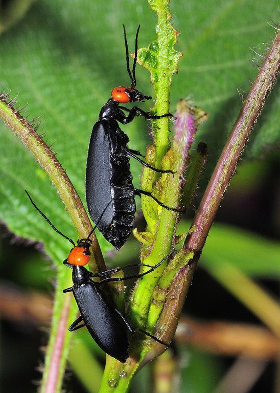 Male starts pursuing the female, Agumbe