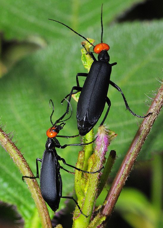 Female kicks back at the male..showing total lack of interest, Agumbe