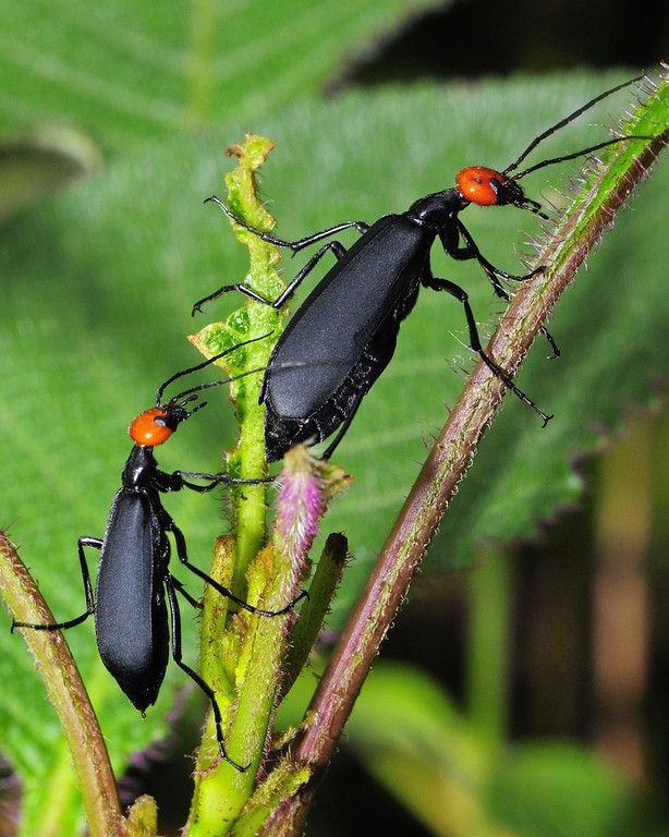 A kick on the head doesn’t stop the male from pursuing…. He titillated the female with his antennae in the hope of acceptance, Agumbe