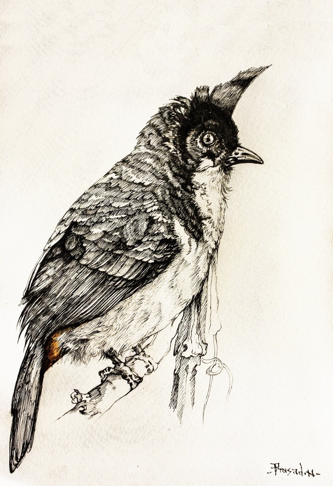 Red Whiskered Bulbul, Bangalore, Wildart by Prasad Natarajan