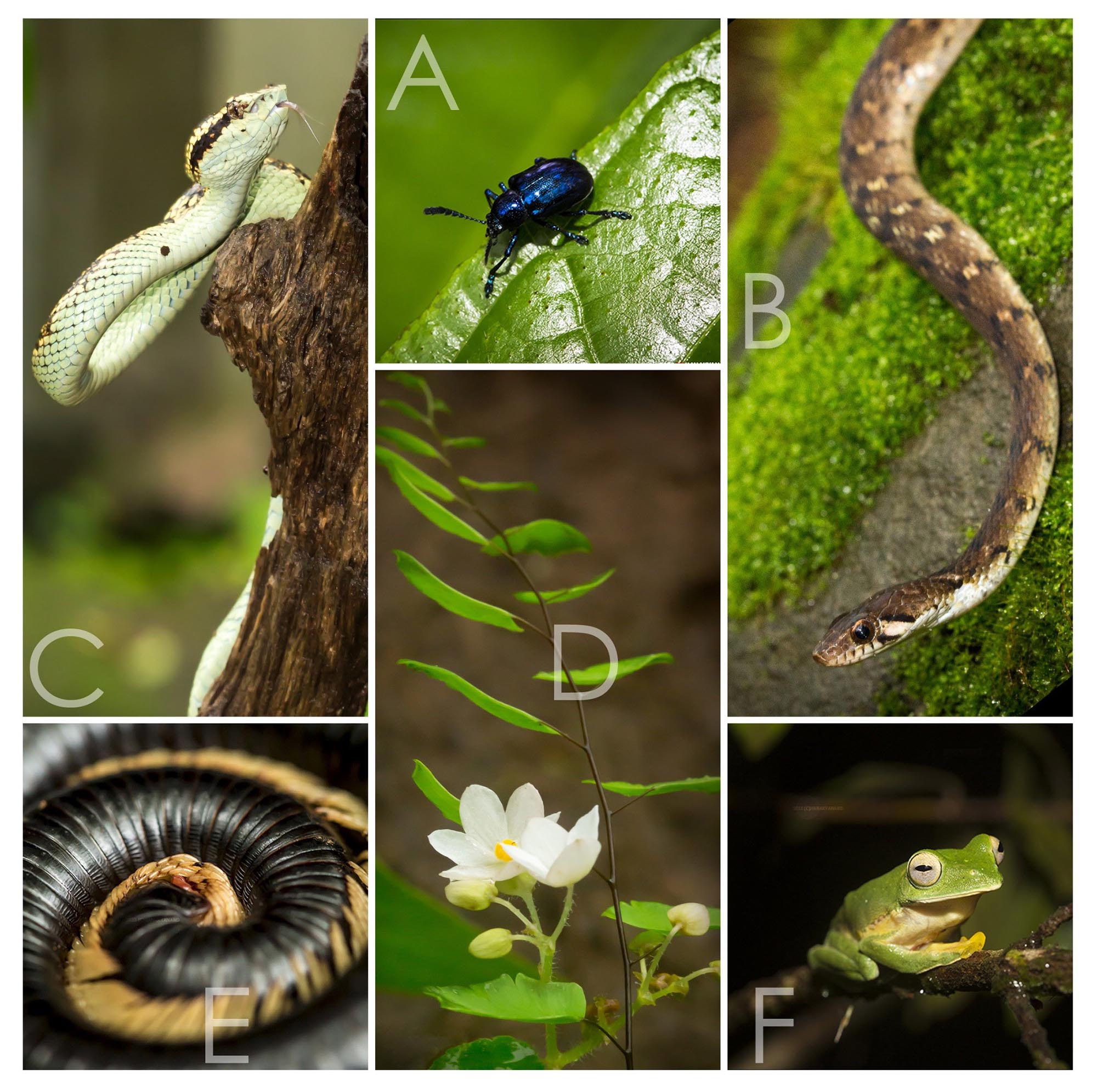 Biodiversity, Chorla Ghats