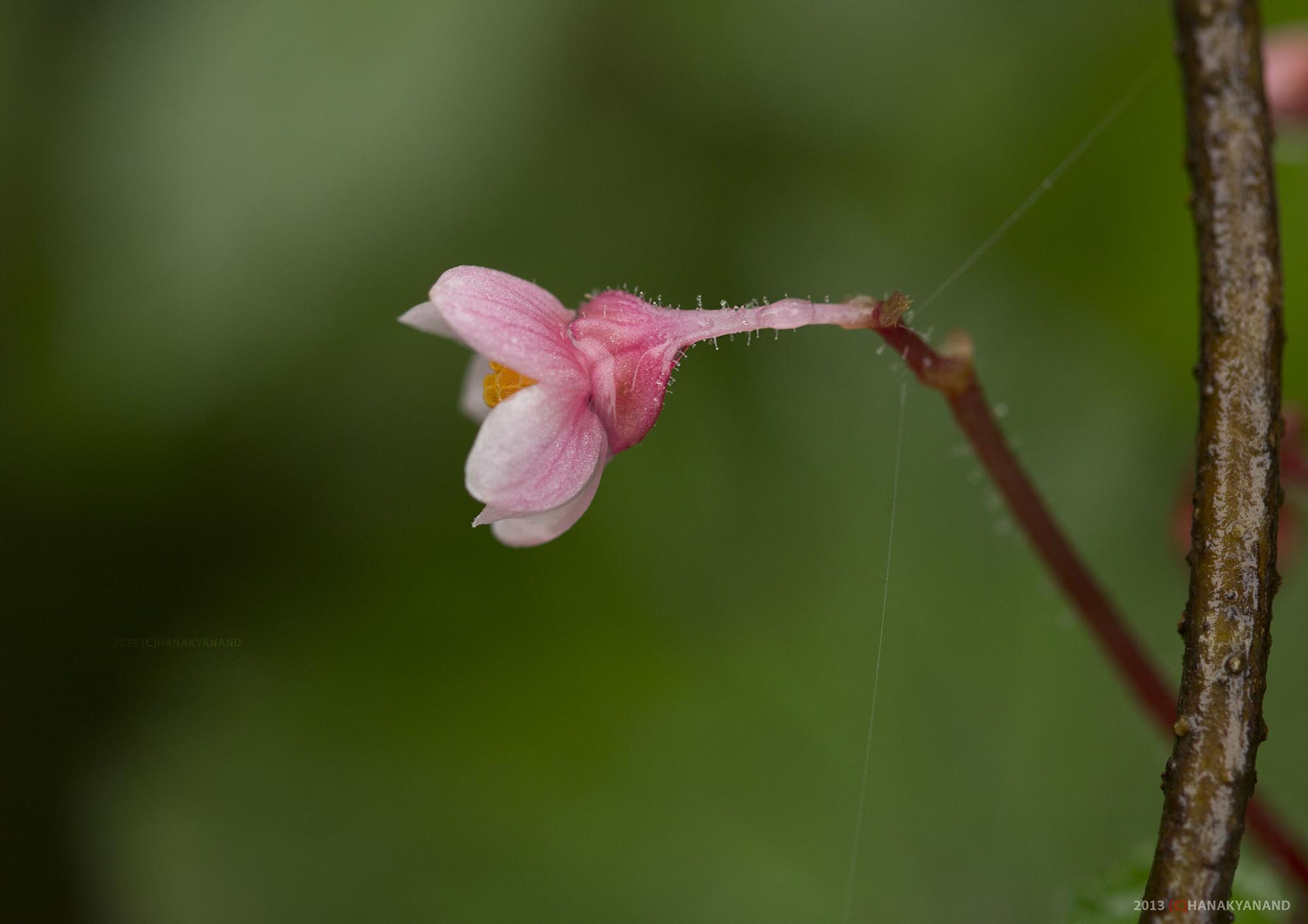 Flower, Chorla Ghats location