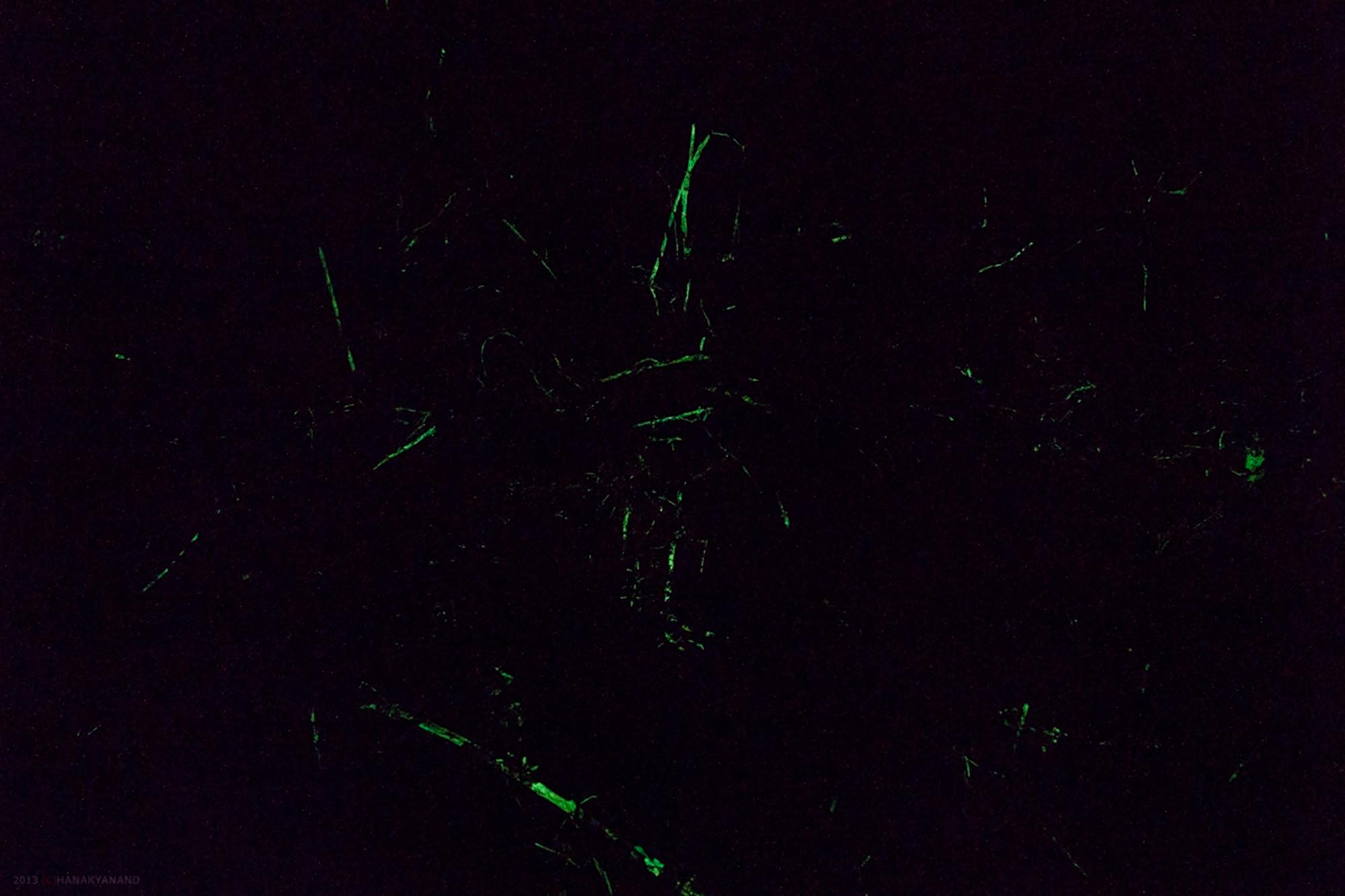 Bioluminescence, Chorla Ghats