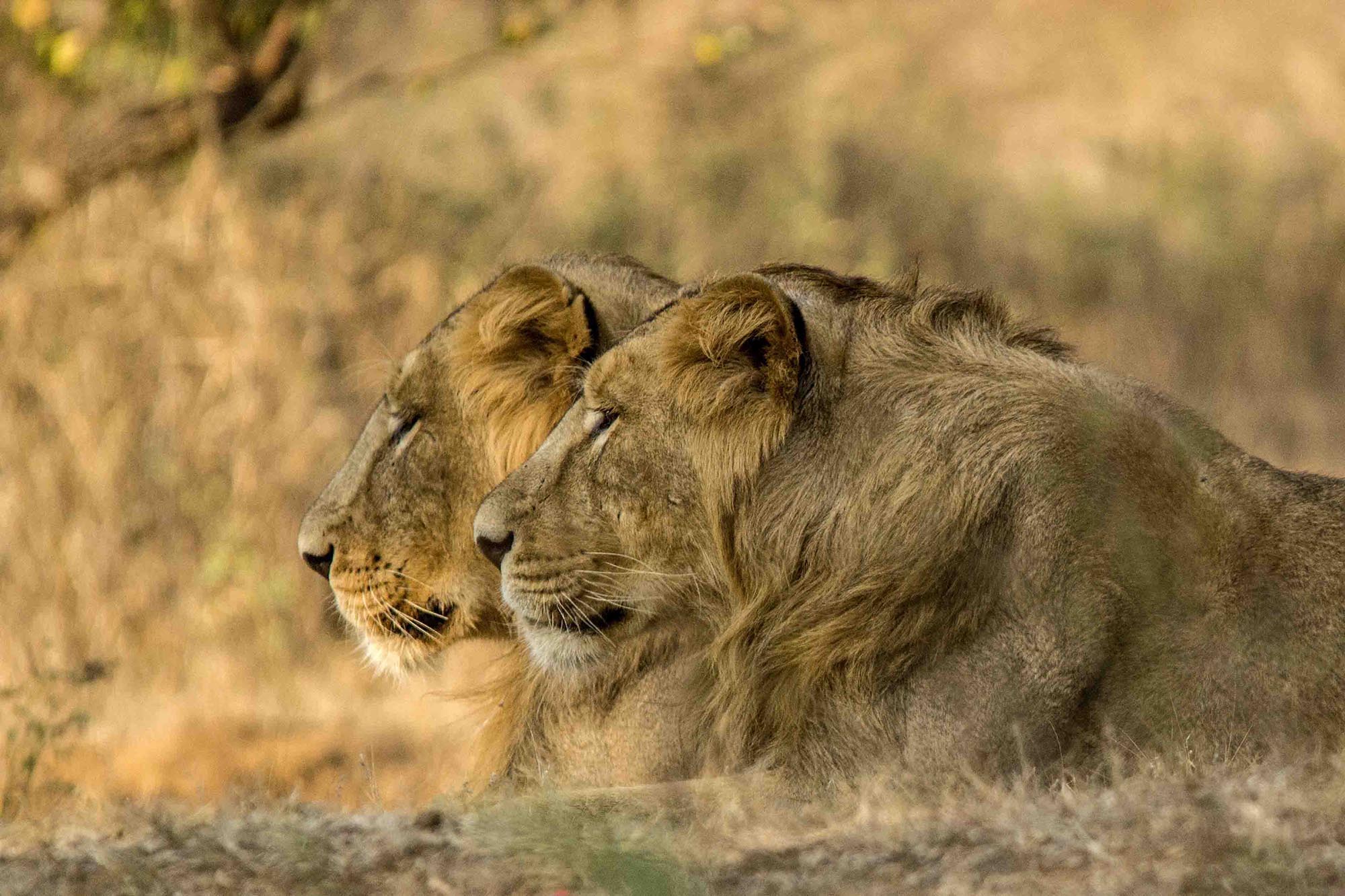 Gir National Park, Gujarat