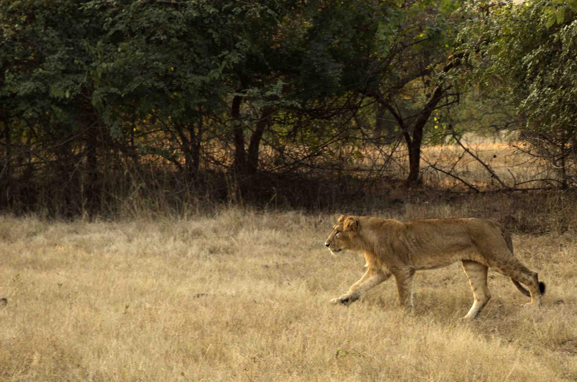 Gir National Park, Gujarat