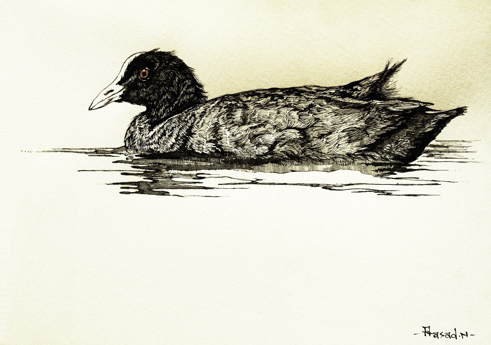 Common Coot, Bangalore, Wildart by Prasad Natarajan