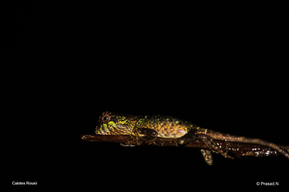 Calotes rouxii, Seethanadi Nature Camp, Hebbri and Agumbe