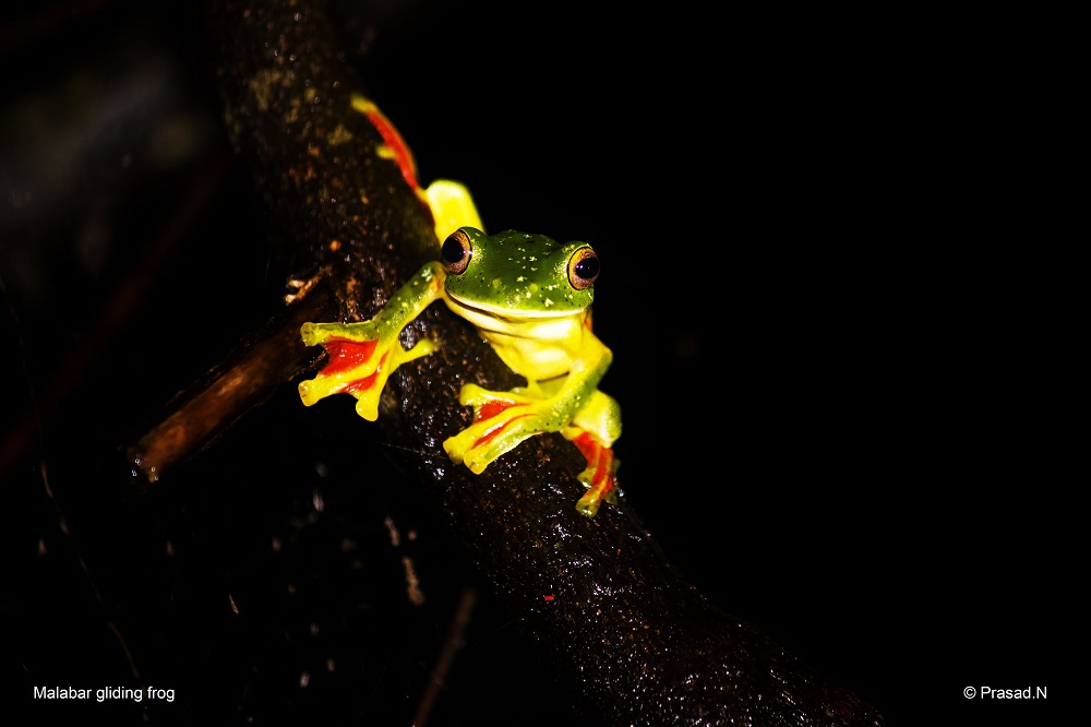 Malabar Gliding frog, Seethanadi Nature Camp, Hebbri and Agumbe