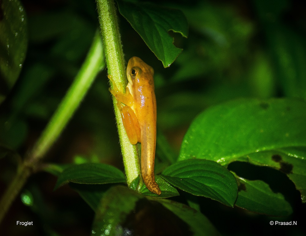 froglet, Seethanadi Nature Camp, Hebbri and Agumbe