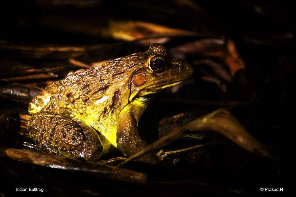 Indian Bull frog, Seethanadi Nature Camp, Hebbri and Agumbe