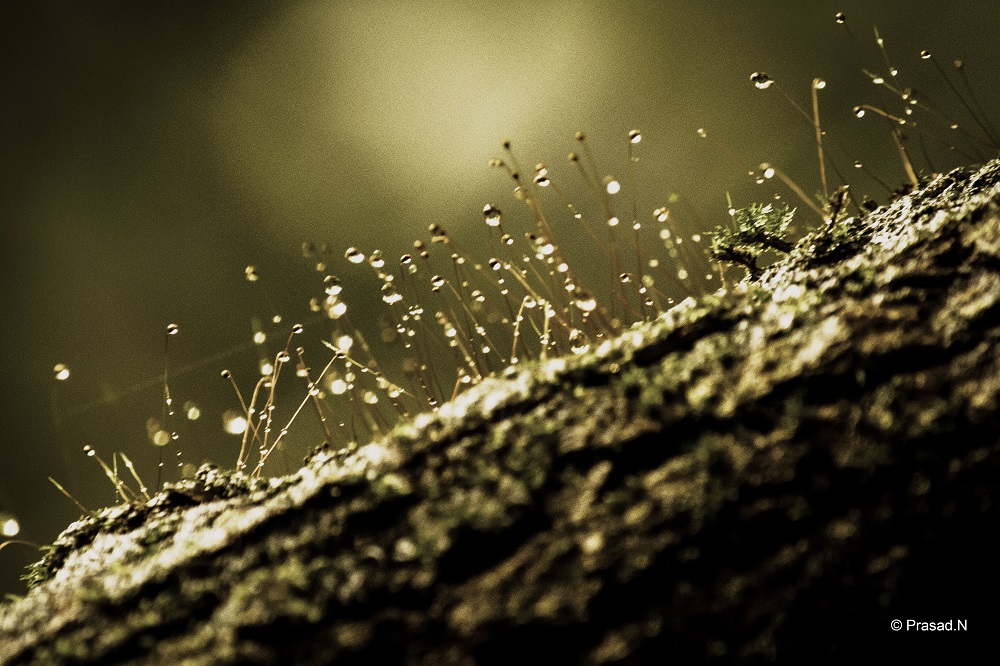 Moss, Seethanadi Nature Camp, Hebbri and Agumbe