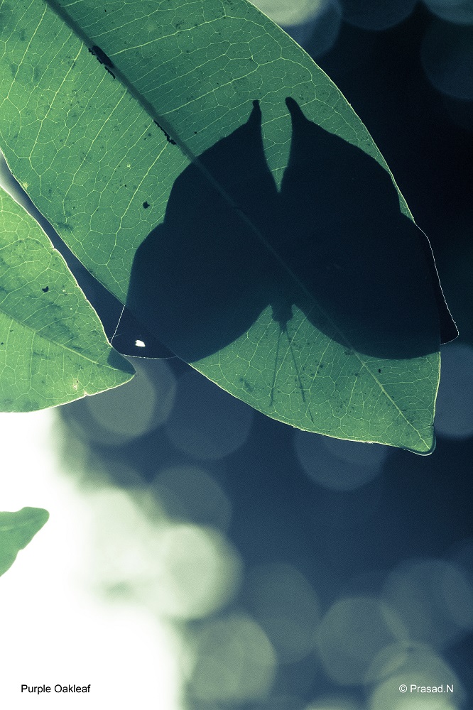 Blue oak-leaf, Seethanadi Nature Camp, Hebbri and Agumbe