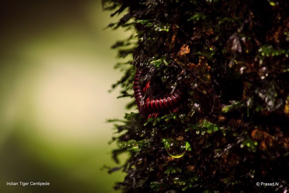 Tiger centipede, Seethanadi Nature Camp, Hebbri and Agumbe