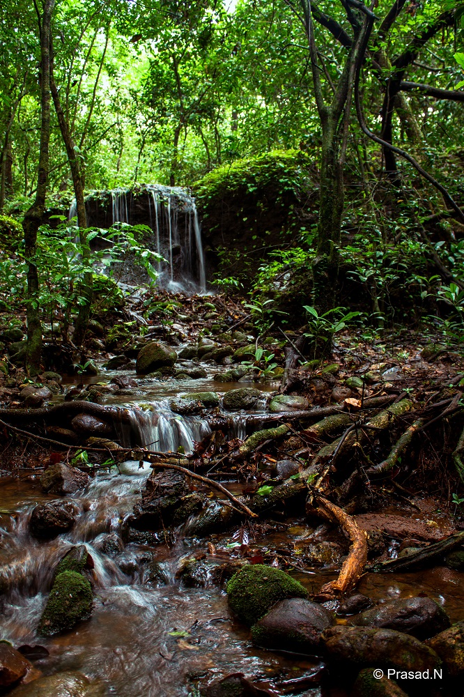 Stream, Seethanadi Nature Camp, Hebbri and Agumbe