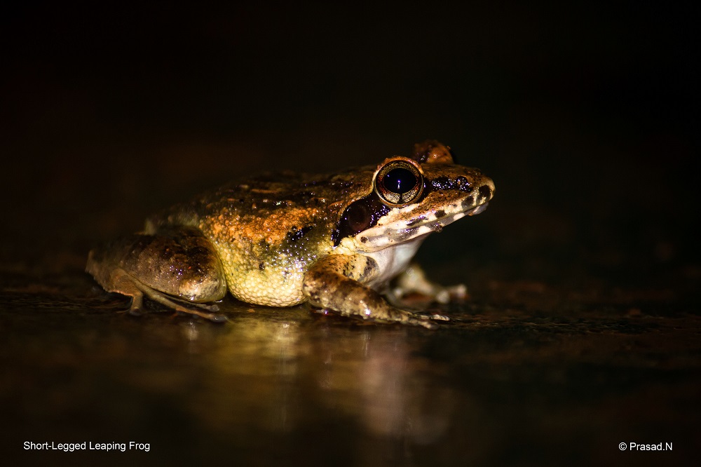 Indirana sp., Seethanadi Nature Camp, Hebbri and Agumbe