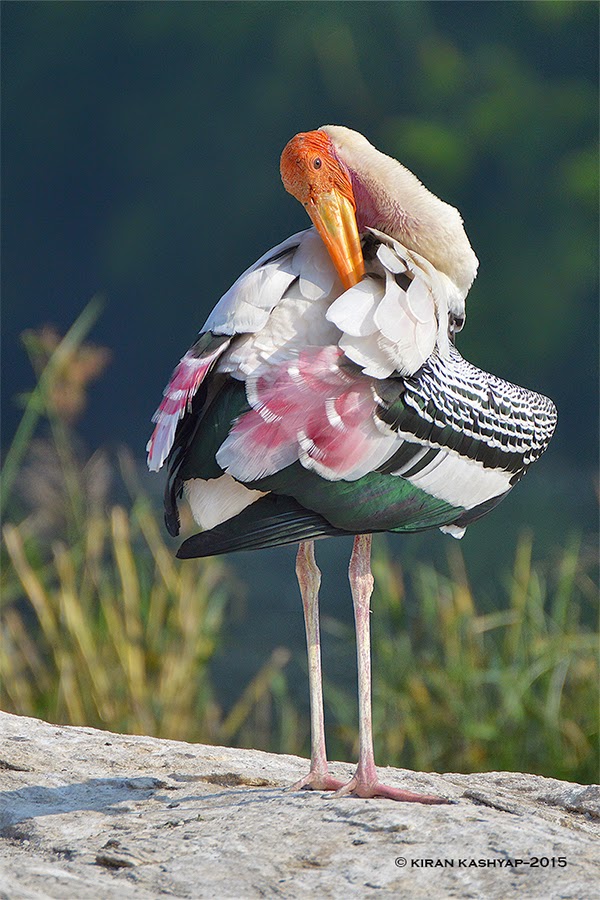 Painted Stork, Ranganathittu Bird Sanctuary, Karnataka