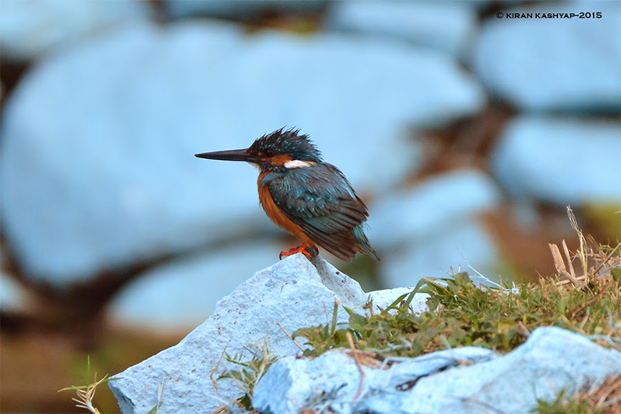 Small Blue Kingfisher, Ranganathittu Bird Sanctuary, Karnataka