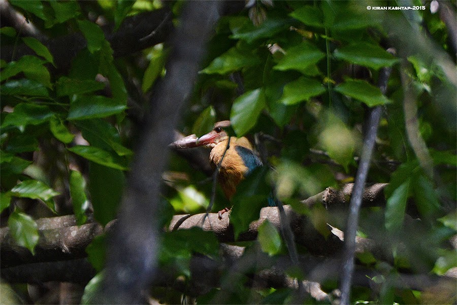 Stork Billed Kingfisher, Ranganathittu Bird Sanctuary, Karnataka