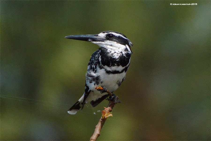 Pied Kingfisher, Ranganathittu Bird Sanctuary, Karnataka