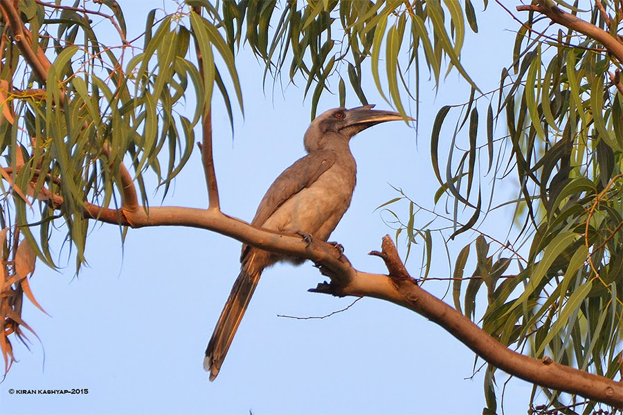 Indian Grey Hornbill, Ranganathittu Bird Sanctuary, Karnataka