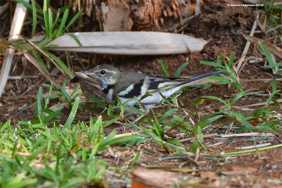 Forest Wagtail, Ranganathittu Bird Sanctuary, Karnataka