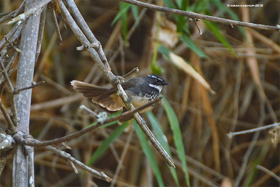 White Browed Fantail Flycatcher, Ranganathittu Bird Sanctuary, Karnataka