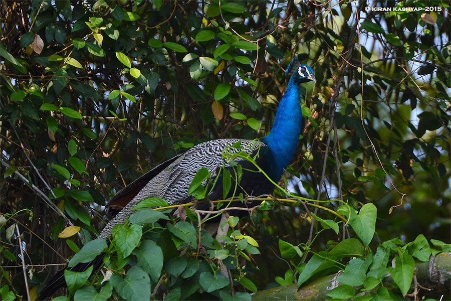 Indian Peafowl, Ranganathittu Bird Sanctuary, Karnataka