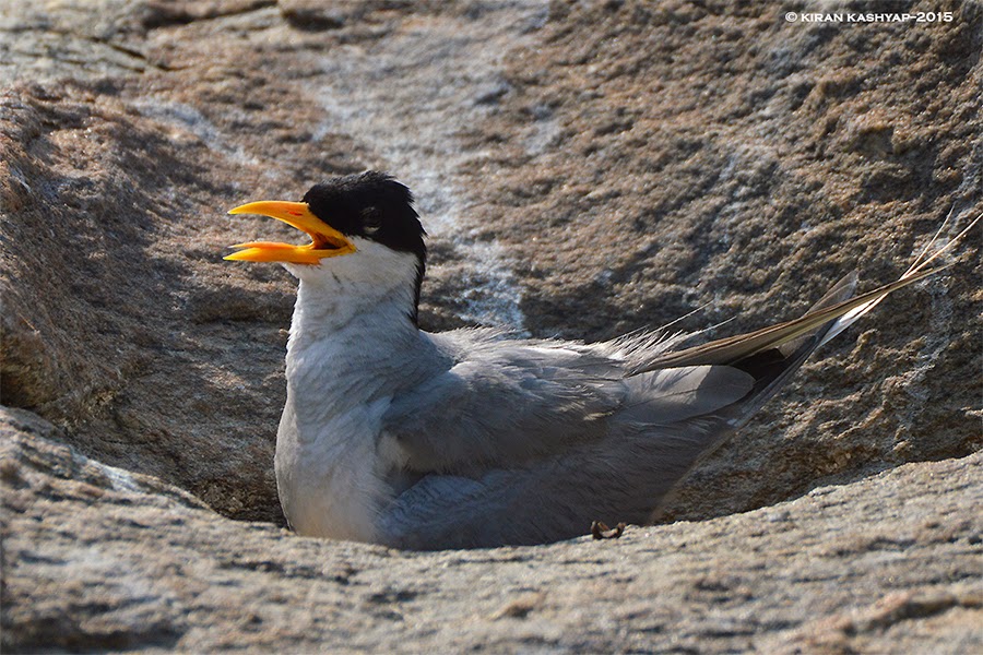 River Tern, Ranganathittu Bird Sanctuary, Karnataka