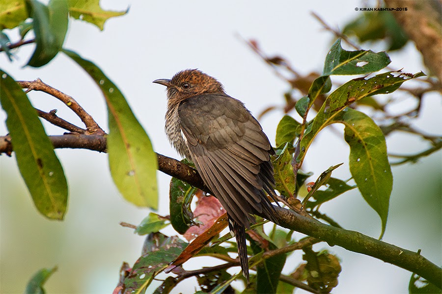 Grey Bellied Cuckoo, Ranganathittu Bird Sanctuary, Karnataka