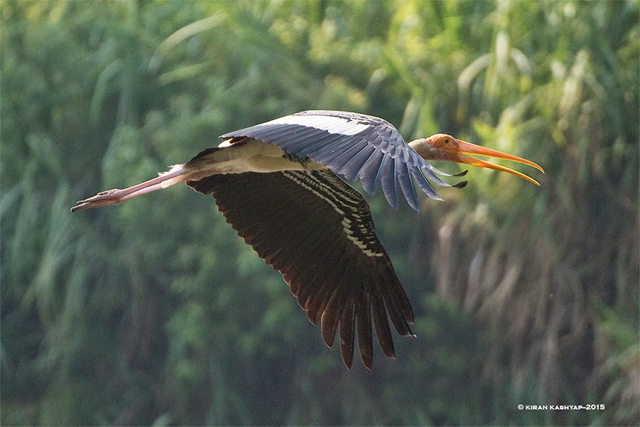 Painted Stork, Ranganathittu Bird Sanctuary, Karnataka