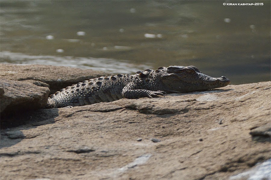 Marsh Crocodile, Ranganathittu Bird Sanctuary, Karnataka