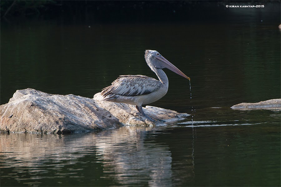 Spot Billed Pelican, Ranganathittu Bird Sanctuary, Karnataka