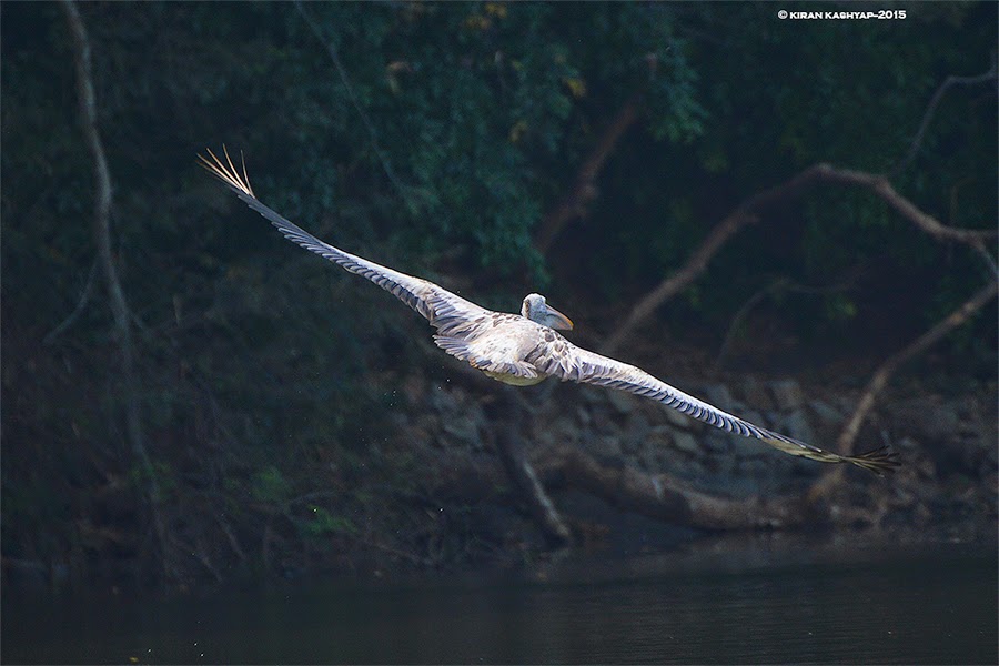 Spot Billed Pelican, Ranganathittu Bird Sanctuary, Karnataka