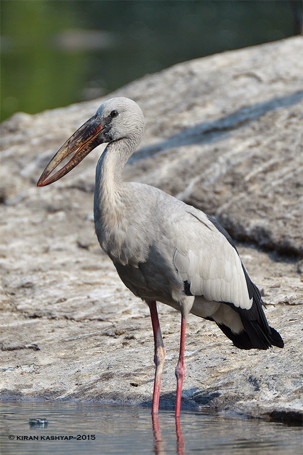 Asian Openbill, Ranganathittu Bird Sanctuary, Karnataka