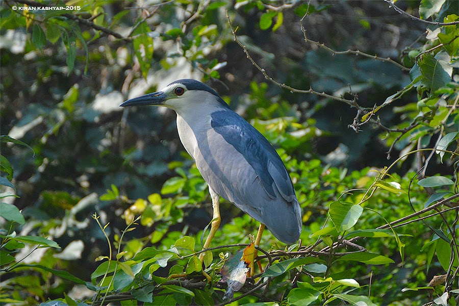 Black Capped Night Heron, Ranganathittu Bird Sanctuary, Karnataka