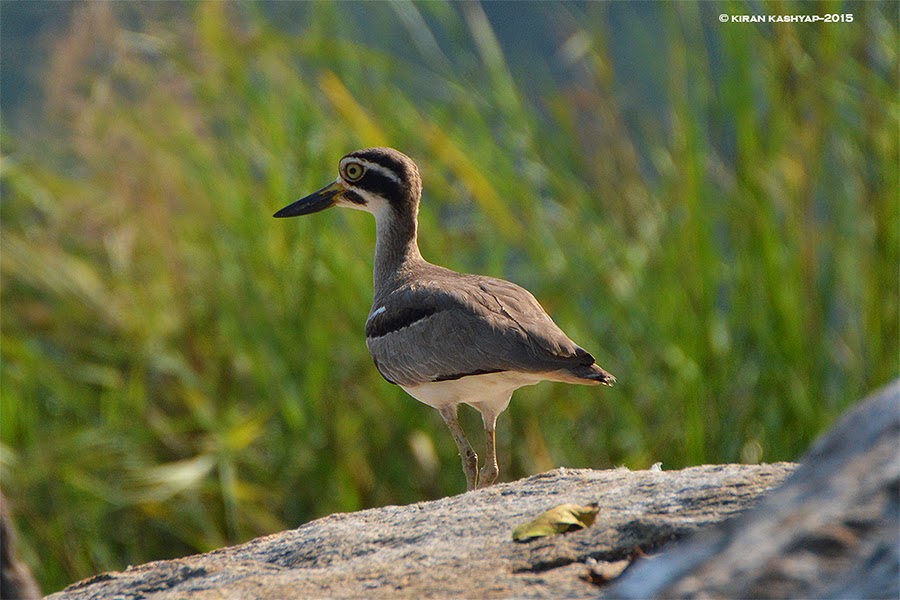 Eurasian Thick knee, Ranganathittu Bird Sanctuary, Karnataka