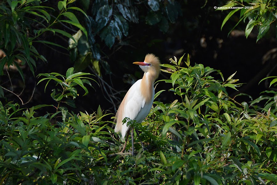 Cattle Egret, Ranganathittu Bird Sanctuary, Karnataka
