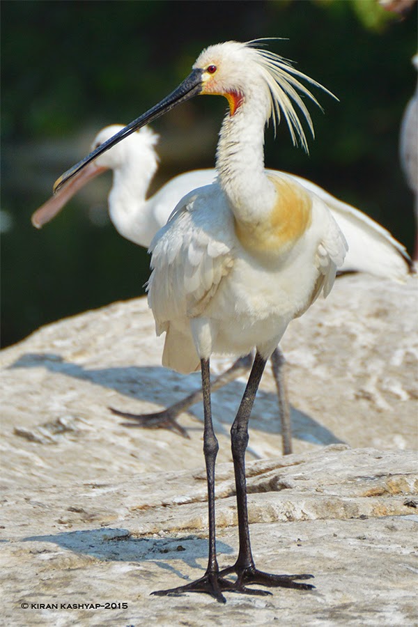 Eurasian Spoon bill, Ranganathittu Bird Sanctuary, Karnataka