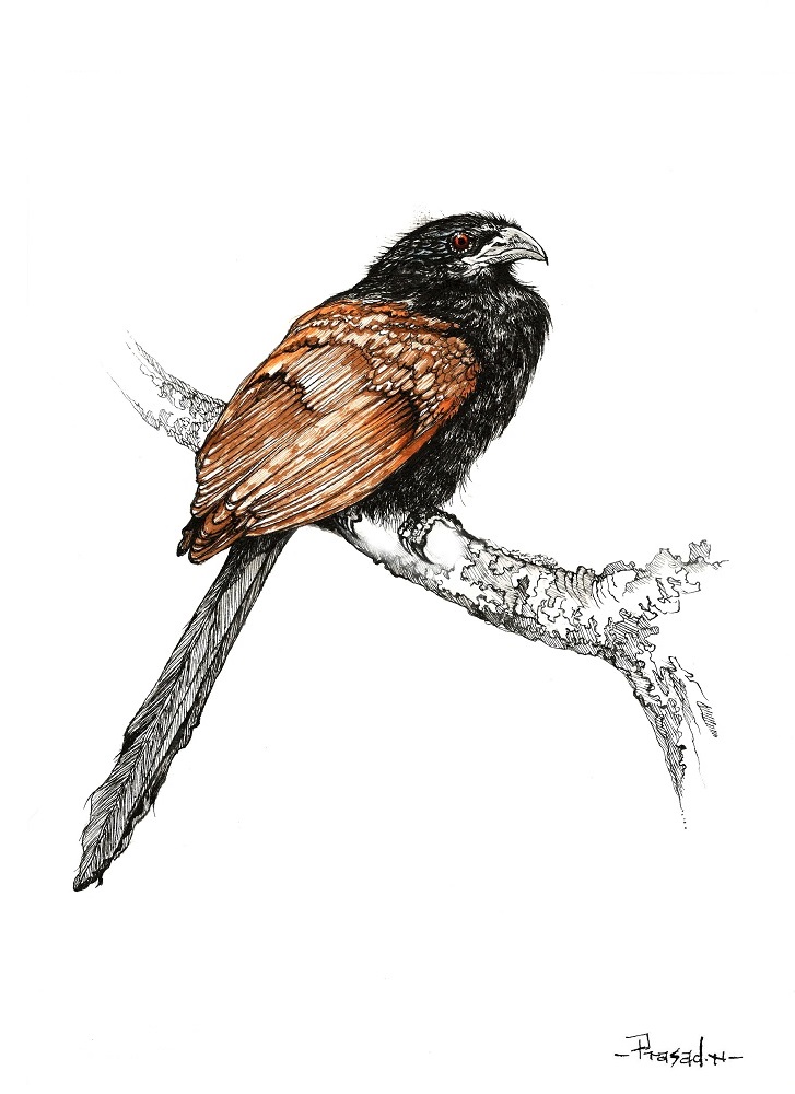 Southern Coucal, Bangalore, Wildart by Prasad Natarajan