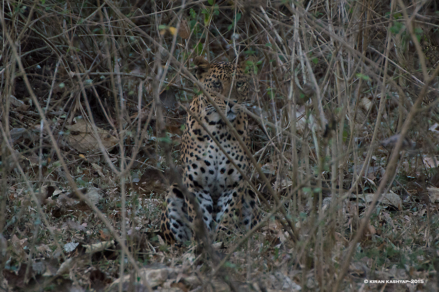 Leopard, Nagarahole National Park, Kabini, Karnataka