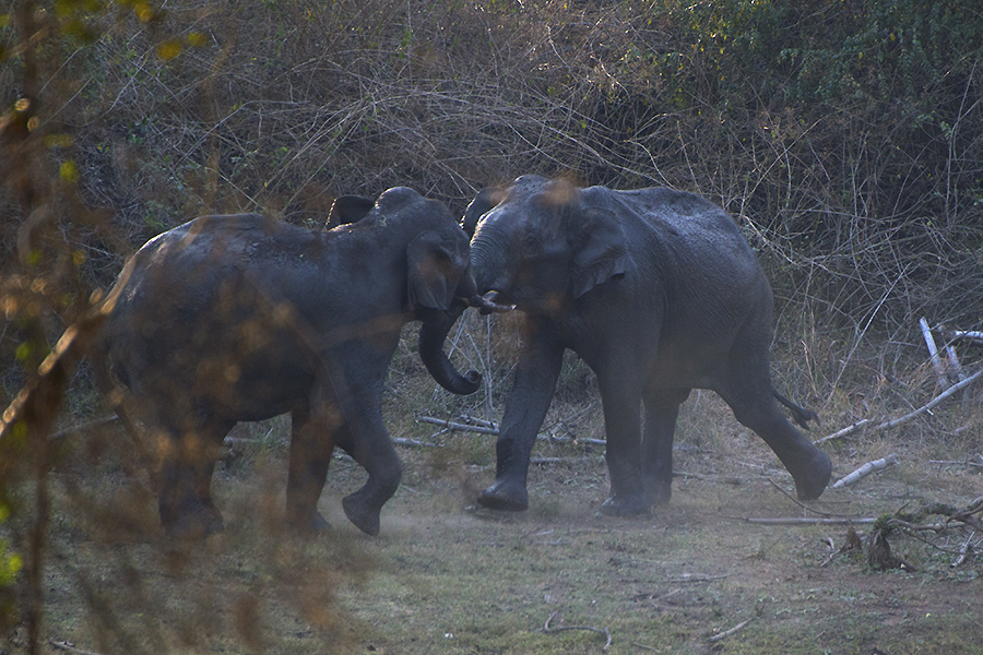 Elephants, Nagarahole National Park, Kabini, Karnataka