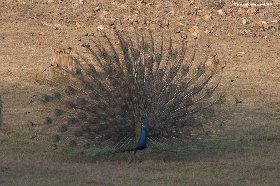 Dancing Peafowl, Nagarahole National Park, Kabini, Karnataka