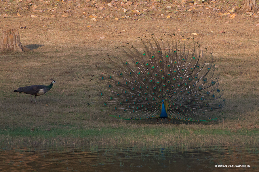 Peafowl and Peahen, Nagarahole National Park, Kabini, Karnataka