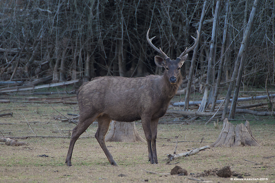 Sambar Deer, Nagarahole National Park, Kabini, Karnataka