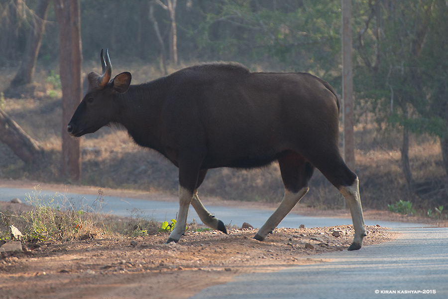 Indian Gaur, Nagarahole National Park, Kabini, Karnataka