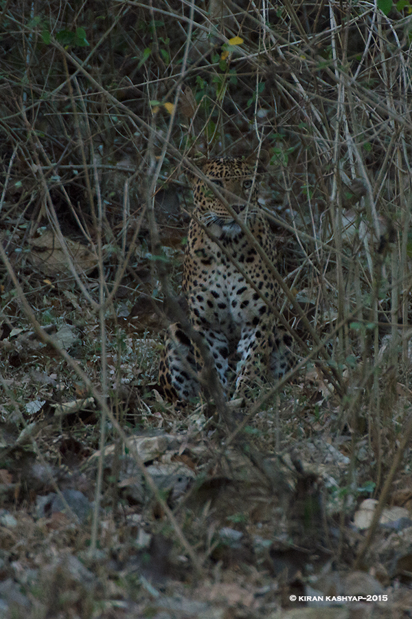 Leopard, Nagarahole National Park, Kabini, Karnataka