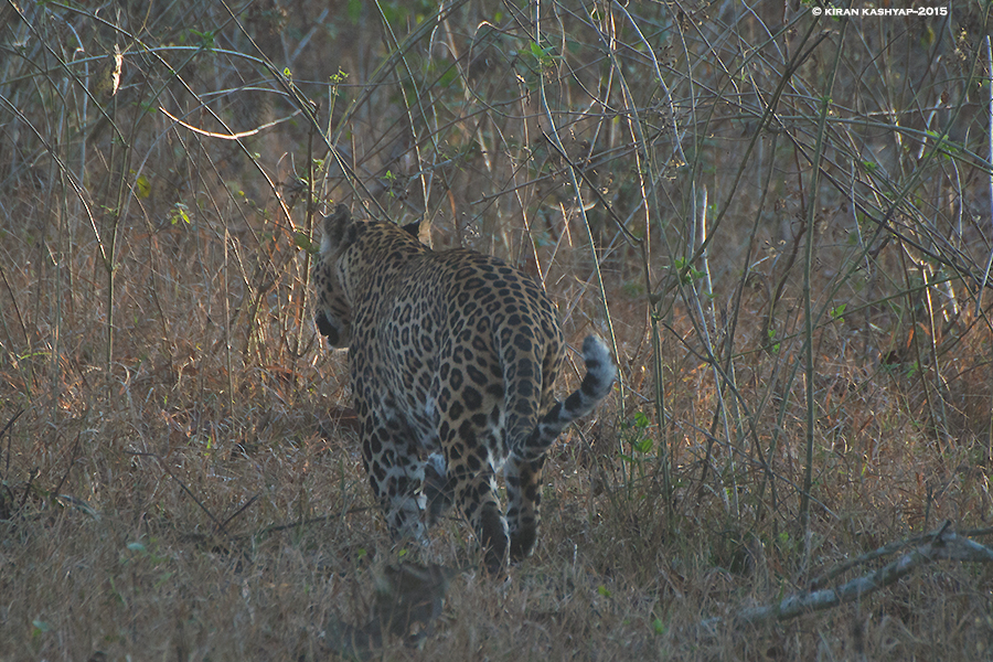 Leopard, Nagarahole National Park, Kabini, Karnataka