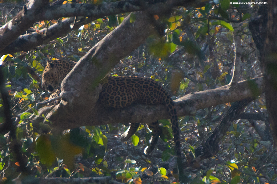 Leopard, Nagarahole National Park, Kabini, Karnataka