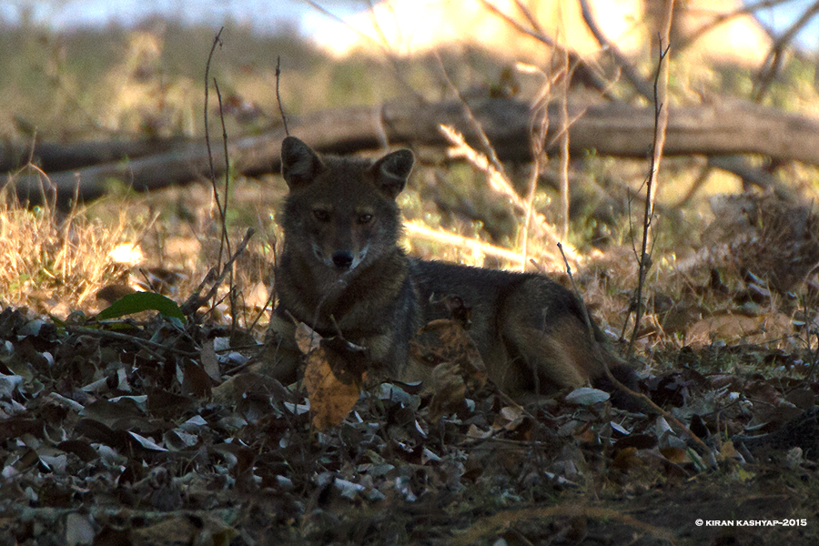 Jackal, Nagarahole National Park, Kabini, Karnataka