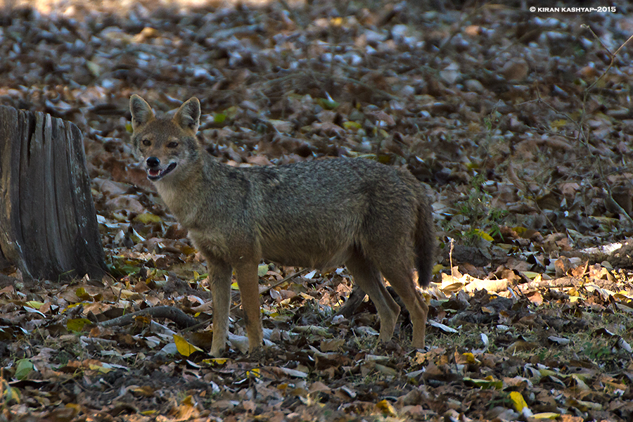 Jackal, Nagarahole National Park, Kabini, Karnataka